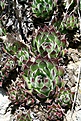 Нажмите на изображение для увеличения.

Название:	Sempervivum_ruthenicum_IMG_3086.jpg
Просмотров:	303
Размер:	161.4 Кб
ID:	315108