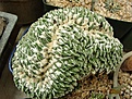 Нажмите на изображение для увеличения.

Название:	Ariocarpus-kotschoubeyanus-cristata.jpg
Просмотров:	276
Размер:	74.8 Кб
ID:	315123