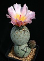 Нажмите на изображение для увеличения.

Название:	Tephrocactus_geometricus_Fiambala_IMG_3659.jpg
Просмотров:	261
Размер:	79.9 Кб
ID:	315220