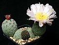 Нажмите на изображение для увеличения.

Название:	Tephrocactus_geometricus_Fiambala_IMG_3377.jpg
Просмотров:	262
Размер:	118.8 Кб
ID:	315221