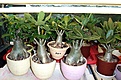 Нажмите на изображение для увеличения.

Название:	DSCF5411_1w.jpg
Просмотров:	262
Размер:	111.5 Кб
ID:	315321