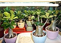 Нажмите на изображение для увеличения.

Название:	DSCF5412_1w.jpg
Просмотров:	266
Размер:	115.3 Кб
ID:	315322