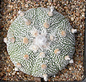 Нажмите на изображение для увеличения.

Название:	Astrophytum_Nohakuten.jpg
Просмотров:	363
Размер:	194.0 Кб
ID:	315354