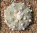 Нажмите на изображение для увеличения.

Название:	Astrophytum_Nohakuten2.jpg
Просмотров:	361
Размер:	191.0 Кб
ID:	315355