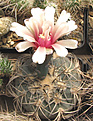 Нажмите на изображение для увеличения.

Название:	Gymnocalycium-spegazzinii-G.jpg
Просмотров:	226
Размер:	213.4 Кб
ID:	315406