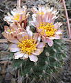 Нажмите на изображение для увеличения.

Название:	Pediocactus-paradinei.jpg
Просмотров:	237
Размер:	227.0 Кб
ID:	315409