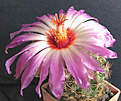 Нажмите на изображение для увеличения.

Название:	Thelocactus-bicolor-schwarz.jpg
Просмотров:	258
Размер:	130.0 Кб
ID:	315410