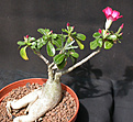 Нажмите на изображение для увеличения.

Название:	Adenium.jpg
Просмотров:	215
Размер:	135.7 Кб
ID:	315412