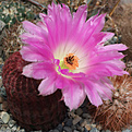 Нажмите на изображение для увеличения.

Название:	Echinocereus_rigidissimus_rubrispinum_L088.jpg
Просмотров:	454
Размер:	247.1 Кб
ID:	315520