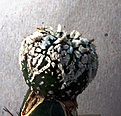 Нажмите на изображение для увеличения.

Название:	Astrophytum asterias Nohakuten Extra type_3y_6.11.JPG
Просмотров:	336
Размер:	150.8 Кб
ID:	315672