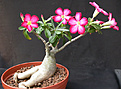 Нажмите на изображение для увеличения.

Название:	Adenium.jpg
Просмотров:	241
Размер:	101.9 Кб
ID:	315799