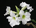 Нажмите на изображение для увеличения.

Название:	adenium_white.jpg
Просмотров:	217
Размер:	69.9 Кб
ID:	315800