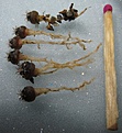 Нажмите на изображение для увеличения.

Название:	Gymnocalycium1.jpg
Просмотров:	494
Размер:	82.1 Кб
ID:	315803