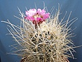 Нажмите на изображение для увеличения.

Название:	sclerocactus_polyancistrus_f_albino.jpg
Просмотров:	140
Размер:	249.9 Кб
ID:	315843