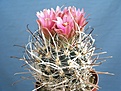 Нажмите на изображение для увеличения.

Название:	sclerocactus_spinosior_sb_693_beaver_co_ut.jpg
Просмотров:	144
Размер:	185.4 Кб
ID:	315844