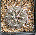 Нажмите на изображение для увеличения.

Название:	Gymnocalycium_glaucum_VS48.jpg
Просмотров:	380
Размер:	201.9 Кб
ID:	315867