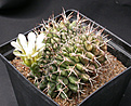 Нажмите на изображение для увеличения.

Название:	Gymnocalycium_schickendantzii_cristata.jpg
Просмотров:	225
Размер:	139.4 Кб
ID:	315869