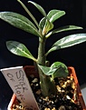 Нажмите на изображение для увеличения.

Название:	Adenium.jpg
Просмотров:	227
Размер:	78.7 Кб
ID:	315896