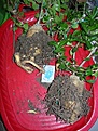 Нажмите на изображение для увеличения.

Название:	DSCN5664.jpg
Просмотров:	203
Размер:	41.4 Кб
ID:	315924