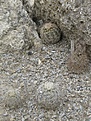 Нажмите на изображение для увеличения.

Название:	IMG_1340.jpg
Просмотров:	225
Размер:	187.5 Кб
ID:	315942