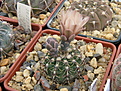 Нажмите на изображение для увеличения.

Название:	4_Gymnocalycium_erinaceumHT87-3.1637.jpg
Просмотров:	260
Размер:	191.2 Кб
ID:	316033