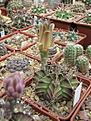 Нажмите на изображение для увеличения.

Название:	4_Gymnocalycium_mihanovichii_v.stenogonumP242.jpg
Просмотров:	264
Размер:	122.7 Кб
ID:	316034