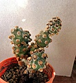 Нажмите на изображение для увеличения.

Название:	Tephrocactus molinensis_6.11.JPG
Просмотров:	236
Размер:	138.4 Кб
ID:	316116