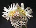 Нажмите на изображение для увеличения.

Название:	Astrophytum_asterias_V.jpg
Просмотров:	321
Размер:	87.3 Кб
ID:	316189