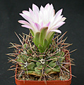 Нажмите на изображение для увеличения.

Название:	Gymnocalycium_achirasense_orientale_LB332.jpg
Просмотров:	297
Размер:	135.7 Кб
ID:	316193
