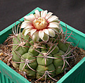 Нажмите на изображение для увеличения.

Название:	Gymnocalycium_ambatoense_P22.jpg
Просмотров:	238
Размер:	138.6 Кб
ID:	316195