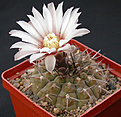 Нажмите на изображение для увеличения.

Название:	Gymnocalycium_bodenbenderianum_P76C.jpg
Просмотров:	292
Размер:	120.8 Кб
ID:	316196