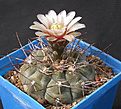 Нажмите на изображение для увеличения.

Название:	Gymnocalycium_bozsingianum.jpg
Просмотров:	236
Размер:	140.8 Кб
ID:	316197