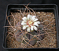 Нажмите на изображение для увеличения.

Название:	Gymnocalycium_cardenasianum.jpg
Просмотров:	240
Размер:	121.8 Кб
ID:	316198