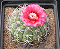 Нажмите на изображение для увеличения.

Название:	Gymnocalycium_carminanthum.jpg
Просмотров:	288
Размер:	141.2 Кб
ID:	316199