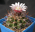 Нажмите на изображение для увеличения.

Название:	Gymnocalycium_castellanosii_armillatum_VS15.jpg
Просмотров:	239
Размер:	148.4 Кб
ID:	316200