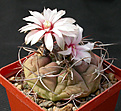 Нажмите на изображение для увеличения.

Название:	Gymnocalycium_chiquitanum_KK821.jpg
Просмотров:	290
Размер:	130.8 Кб
ID:	316201