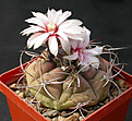 Нажмите на изображение для увеличения.

Название:	Gymnocalycium_chiquitanum_KK821.jpg
Просмотров:	238
Размер:	130.8 Кб
ID:	316201