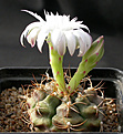 Нажмите на изображение для увеличения.

Название:	Gymnocalycium_damsii_centrispinum.jpg
Просмотров:	293
Размер:	113.5 Кб
ID:	316202