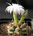 Нажмите на изображение для увеличения.

Название:	Gymnocalycium_damsii_centrispinum.jpg
Просмотров:	237
Размер:	113.5 Кб
ID:	316202