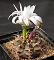 Нажмите на изображение для увеличения.

Название:	Gymnocalycium_damsii_tucavocense.jpg
Просмотров:	292
Размер:	118.6 Кб
ID:	316203