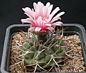 Нажмите на изображение для увеличения.

Название:	Gymnocalycium_demetianum.jpg
Просмотров:	236
Размер:	133.9 Кб
ID:	316204