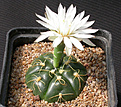 Нажмите на изображение для увеличения.

Название:	Gymnocalycium_denudatum_GF304.jpg
Просмотров:	283
Размер:	144.9 Кб
ID:	316205