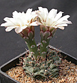 Нажмите на изображение для увеличения.

Название:	Gymnocalycium_erinaceum.jpg
Просмотров:	281
Размер:	124.1 Кб
ID:	316206