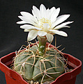 Нажмите на изображение для увеличения.

Название:	Gymnocalycium_fleischerianum_heuschkelianum.jpg
Просмотров:	277
Размер:	109.7 Кб
ID:	316207