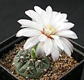 Нажмите на изображение для увеличения.

Название:	Gymnocalycium_gaponii_GN96_850.jpg
Просмотров:	291
Размер:	117.8 Кб
ID:	316247