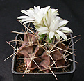 Нажмите на изображение для увеличения.

Название:	Gymnocalycium_griseo-pallidum.jpg
Просмотров:	291
Размер:	112.3 Кб
ID:	316248