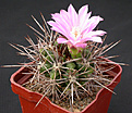 Нажмите на изображение для увеличения.

Название:	Gymnocalycium_horridispinum_L5172.jpg
Просмотров:	299
Размер:	127.7 Кб
ID:	316249