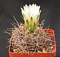 Нажмите на изображение для увеличения.

Название:	Gymnocalycium_hyptiacanthum_mardelplatense_WP59-73.jpg
Просмотров:	340
Размер:	149.8 Кб
ID:	316250