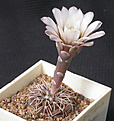 Нажмите на изображение для увеличения.

Название:	Gymnocalycium_kieslingii_castaneum.jpg
Просмотров:	297
Размер:	110.3 Кб
ID:	316251