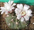 Нажмите на изображение для увеличения.

Название:	Gymnocalycium_kroenleinii.jpg
Просмотров:	270
Размер:	107.5 Кб
ID:	316252